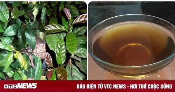 Physician instructs how to use black tea to purify the body