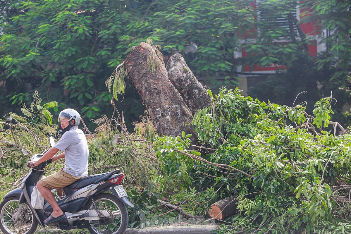 ¿Por qué se talaron casi 200 árboles a lo largo de la calle Tam Trinh? foto 10