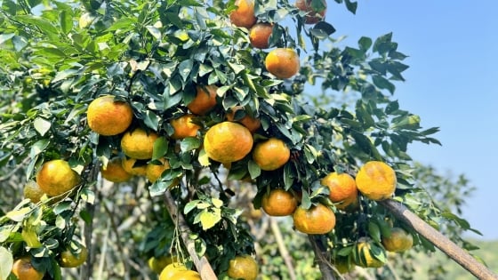 Specialty of bright yellow oranges on the hillside, price doubles last year