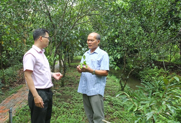 Nông dân Cần Thơ đầu tư mô hình du lịch nông nghiệp, trồng sầu riêng từ vốn tín dụng chính sách- Ảnh 2.