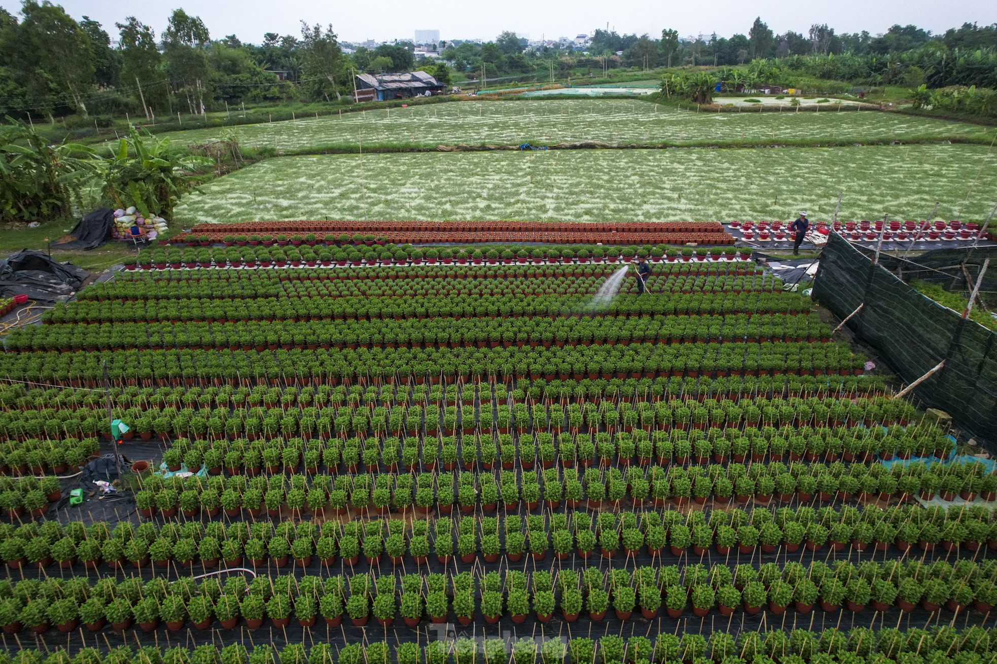 El pueblo de flores del Tet más grande de la ciudad de Ho Chi Minh está 'distorsionado' por el clima foto 3