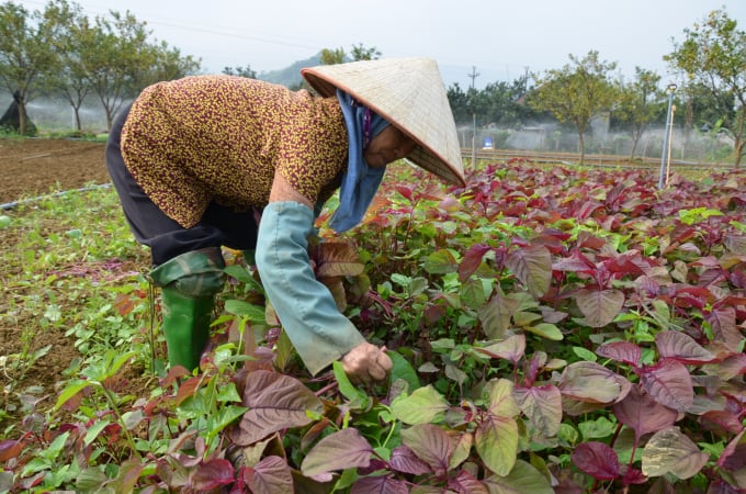 Thu hái rau ở Nam Phương Tiến. Ảnh: Dương Đình Tường.