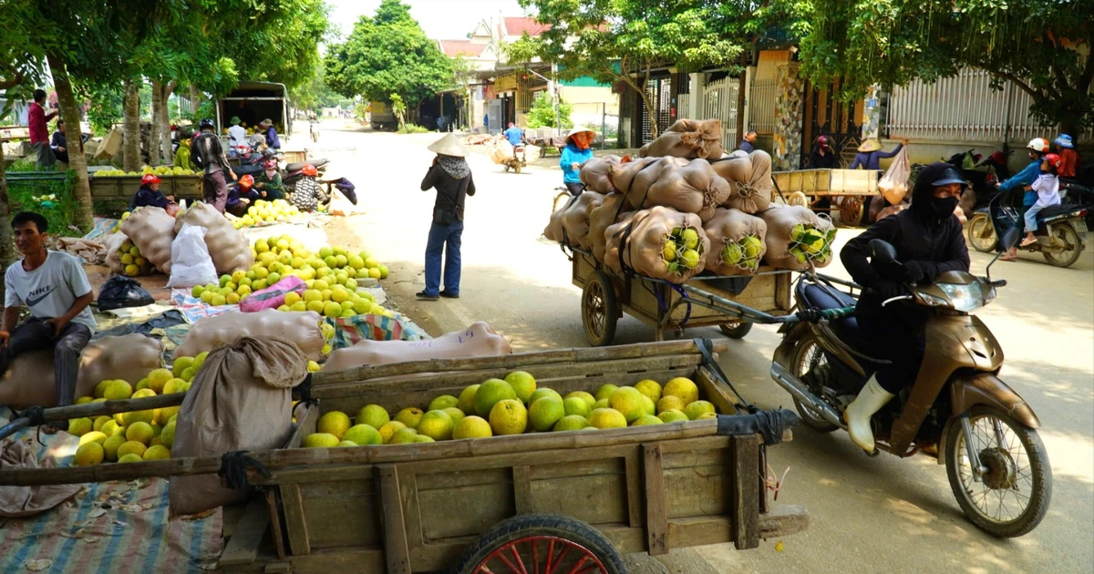 Độc đáo phiên chợ chỉ bán duy nhất quả bưởi