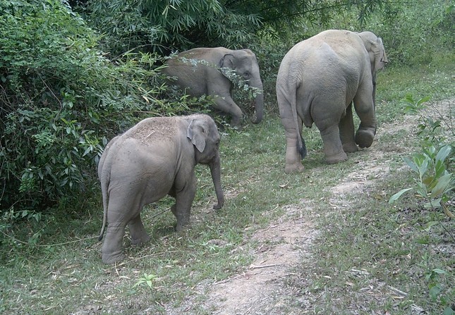 Wild elephant 'breaks' tree to make overpass to escape film fence 2