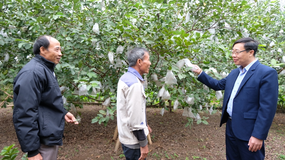 L'équipe de consultants assistant le Conseil OCOP de Hanoï a inspecté la zone de culture de goyave de la coopérative agricole de la commune de Kim An (district de Thanh Oai).