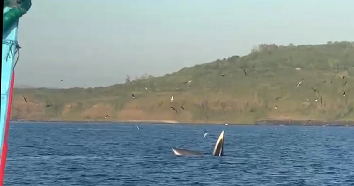 Phu Yen: Dos ballenas de unas 30 toneladas aparecieron cerca del paraje turístico Ganh Da Dia