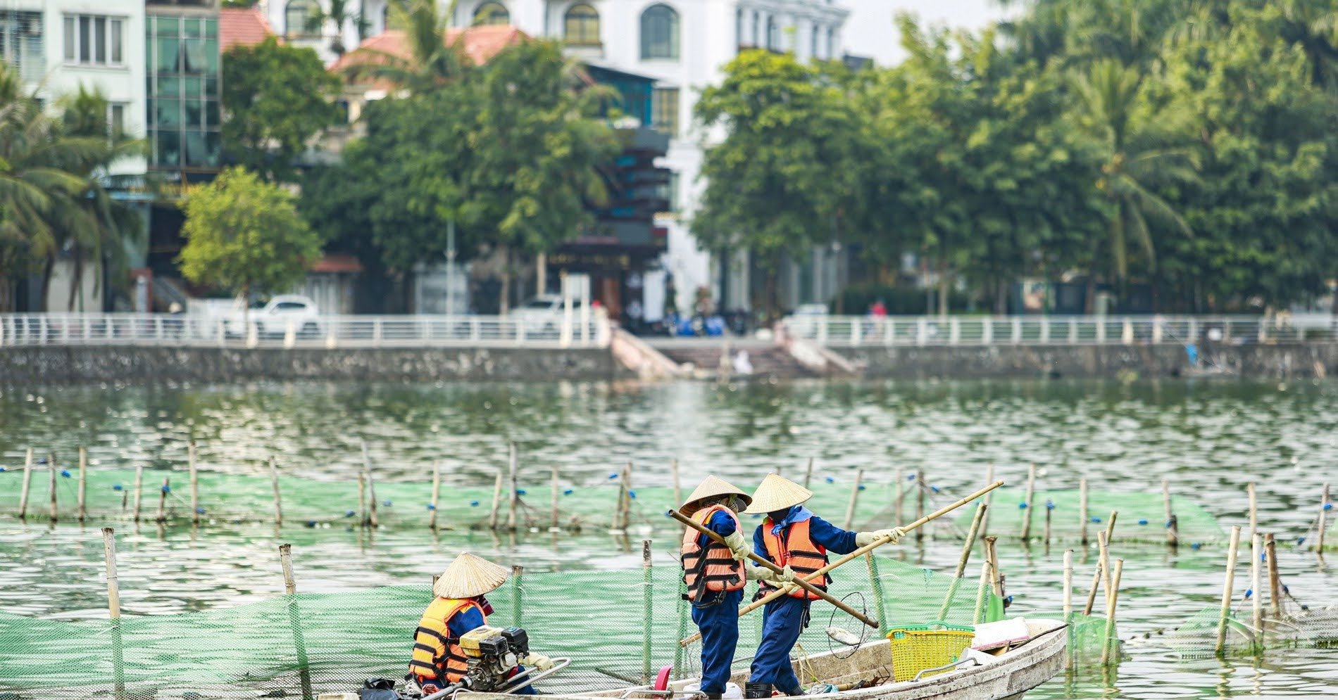 Cá chết nổi trắng mặt hồ Tây, bốc mùi hôi thối