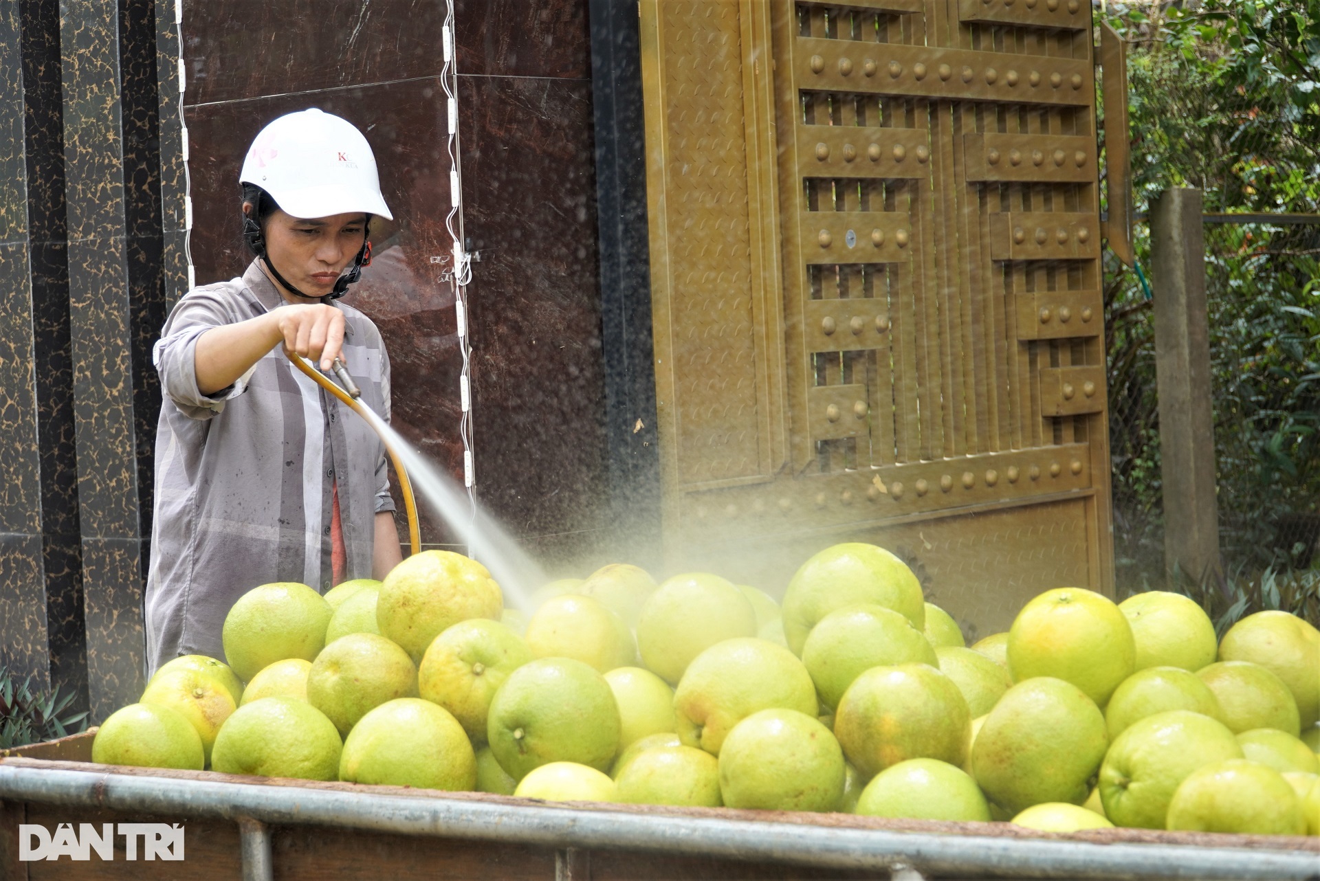 Hàng chục héc ta cây ăn quả đặc sản chìm trong nước lũ, dân vớt vát tài sản - 10