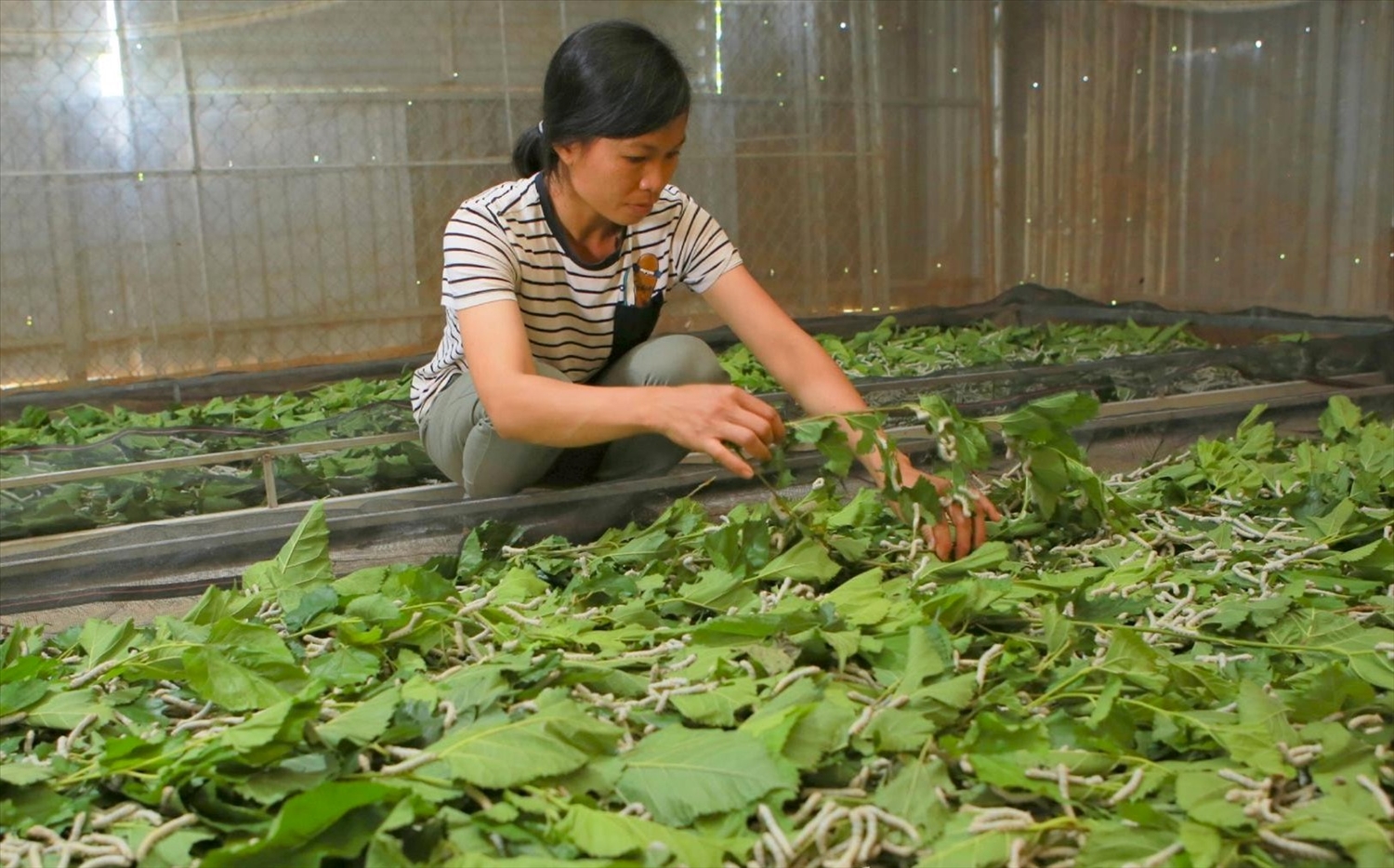 Nhiều hộ dân tại xã Đắk Som, huyện Đắk Glong (Đắk Nông) được vay vốn từ NHCSXH để phát triển mô hình nuôi dâu tằm