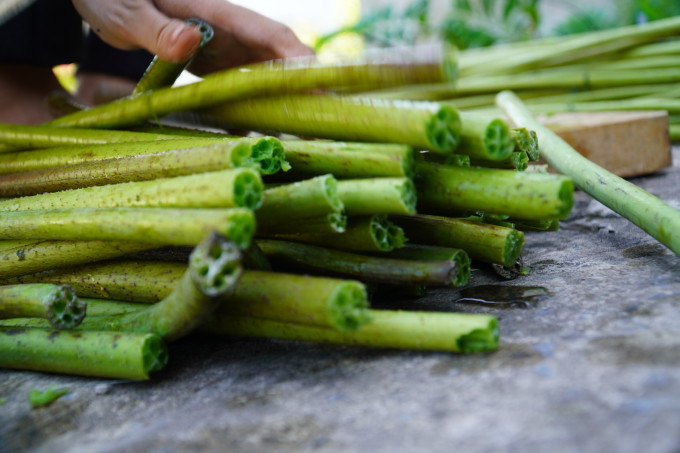 Tallo de loto: un subproducto agrícola con grandes reservas pero aún no aprovechado, a menudo cortado o enterrado en el suelo. Foto: Ngoc Tai