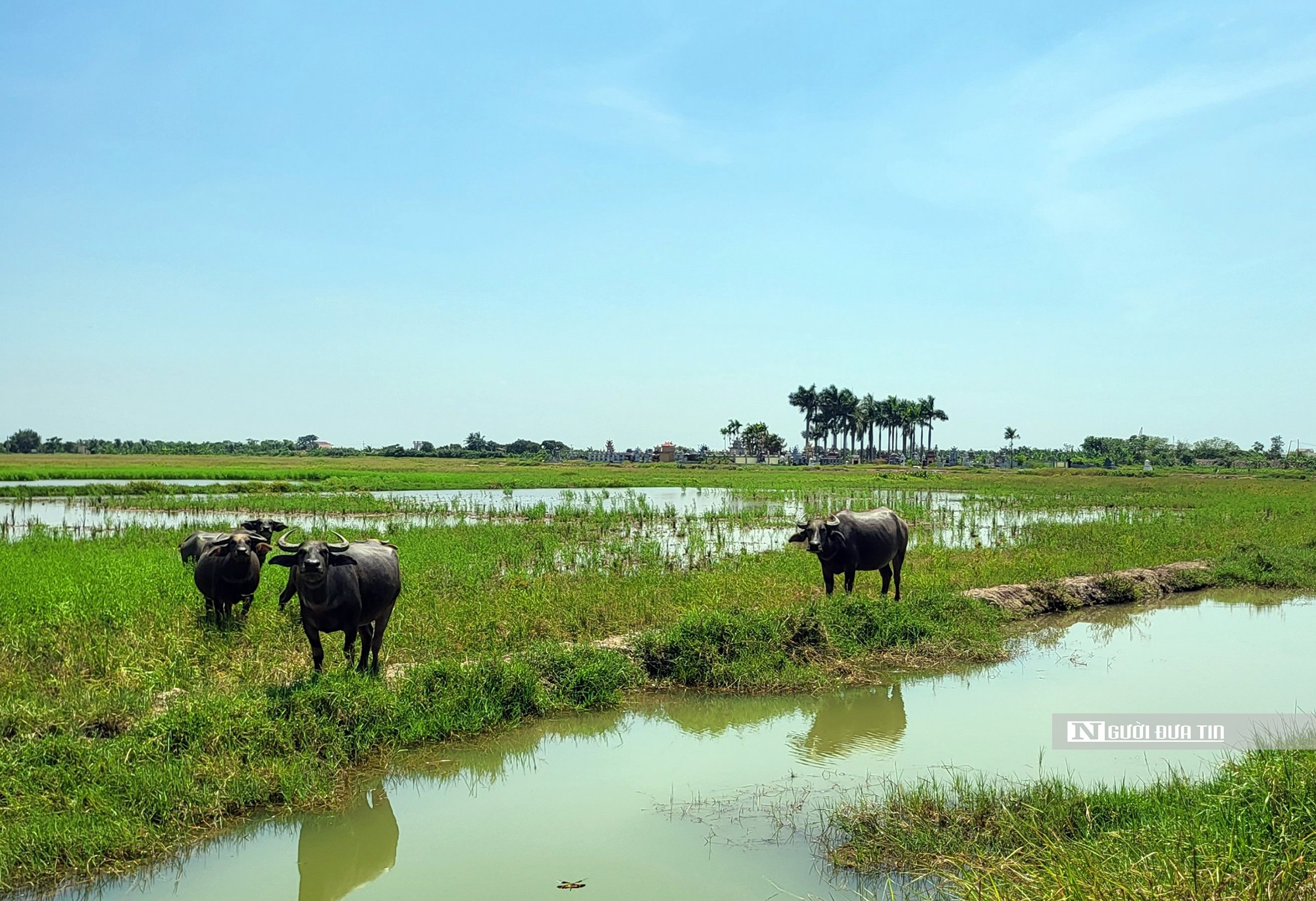 Économie - Hai Phong : Le projet de WinEco tarde à se mettre en œuvre, plus de 83 hectares de « rizières et champs de miel » sont utilisés pour cultiver des mauvaises herbes