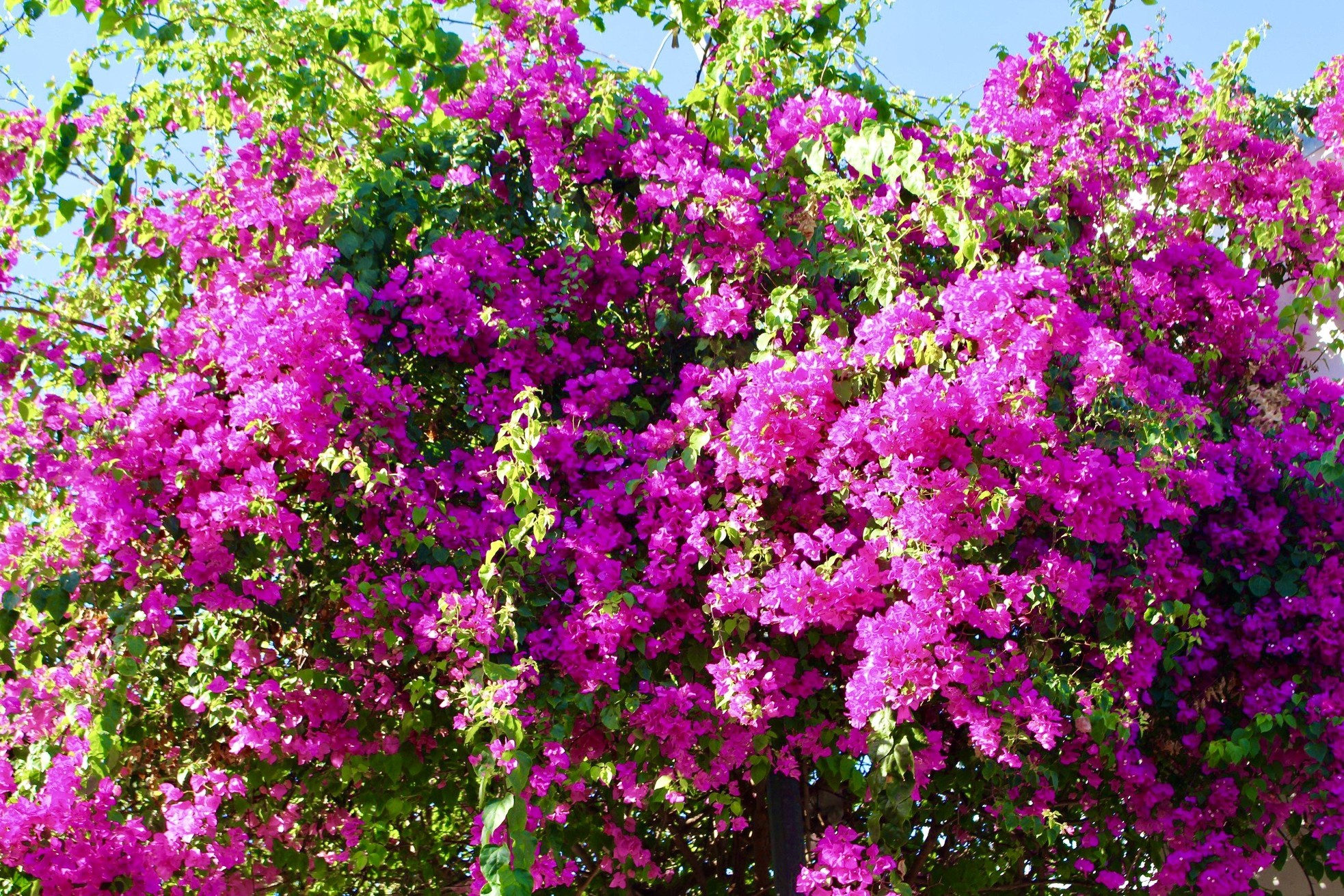 Junge Leute schauen gerne in der leuchtenden Bougainvillea-Straße in Nha Trang vorbei. Foto 1