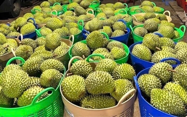 Why do off-season durian prices in the Mekong Delta provinces continue to increase?