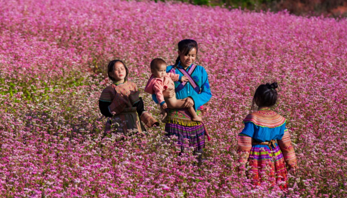 Khai mạc Lễ hội hoa tam giác mạch trên Cao nguyên đá Đồng Văn