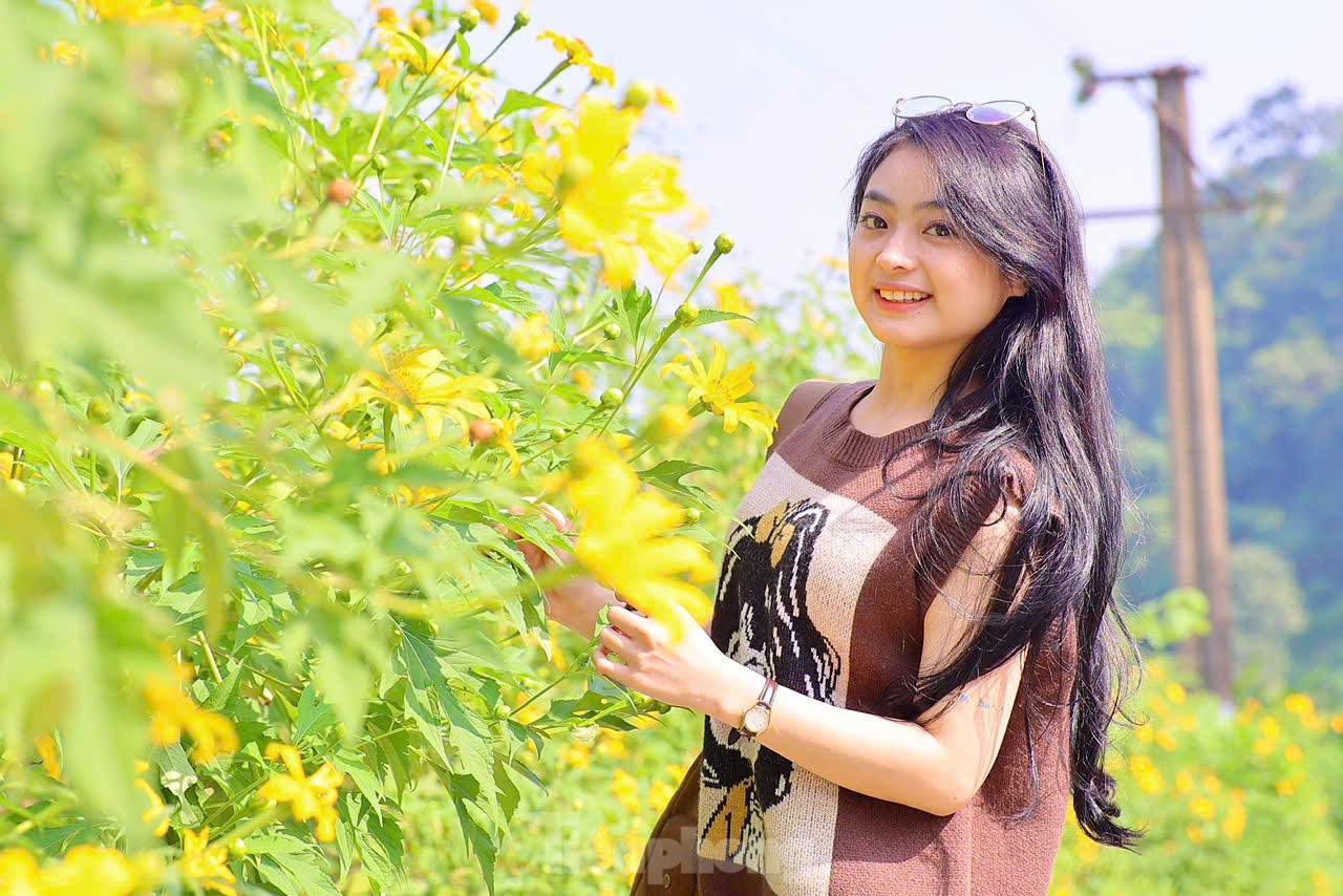 Multitudes se congregan ante los girasoles silvestres en los suburbios de Hanoi, foto 11