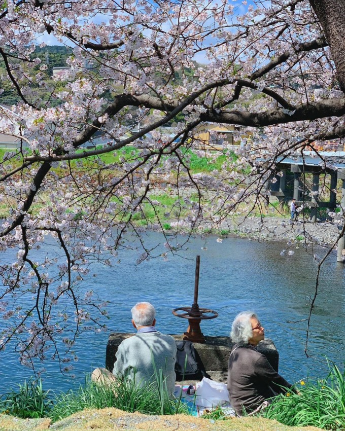 Kirschblüten in der Stadt Ibaraki, Japan, März 2023. Foto: Hoang Anh