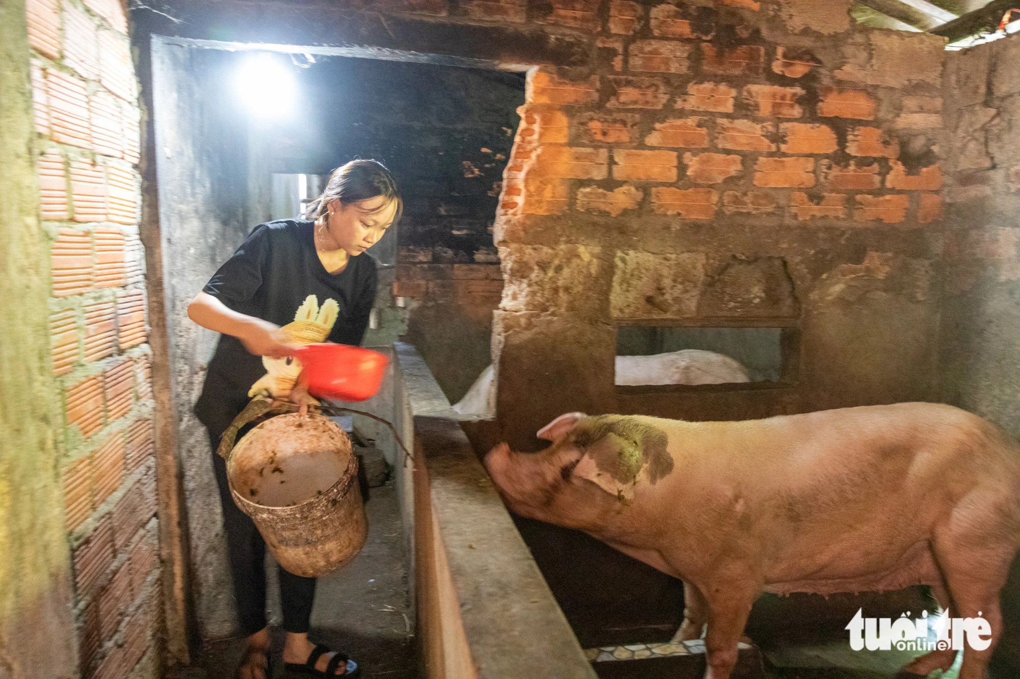 Bà nội nuôi heo quanh năm, chăm đứa cháu bị bỏ rơi vào cao đẳng - Ảnh 2.