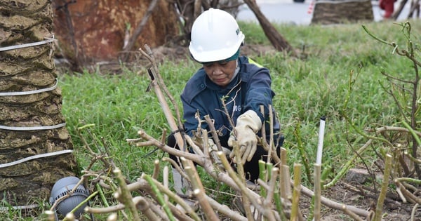 Urban area in Ha Long "quickly" saves more than 10,000 fallen trees after storm No. 3