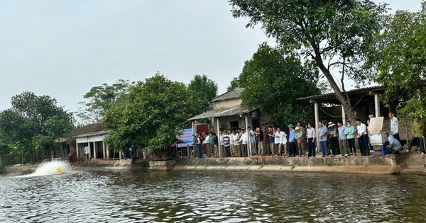 Ở Bắc Giang, nuôi cá rô phi đơn tính kiểu gì mà con nào cũng khỏe, thịt ngon, nhiều người đến xem?