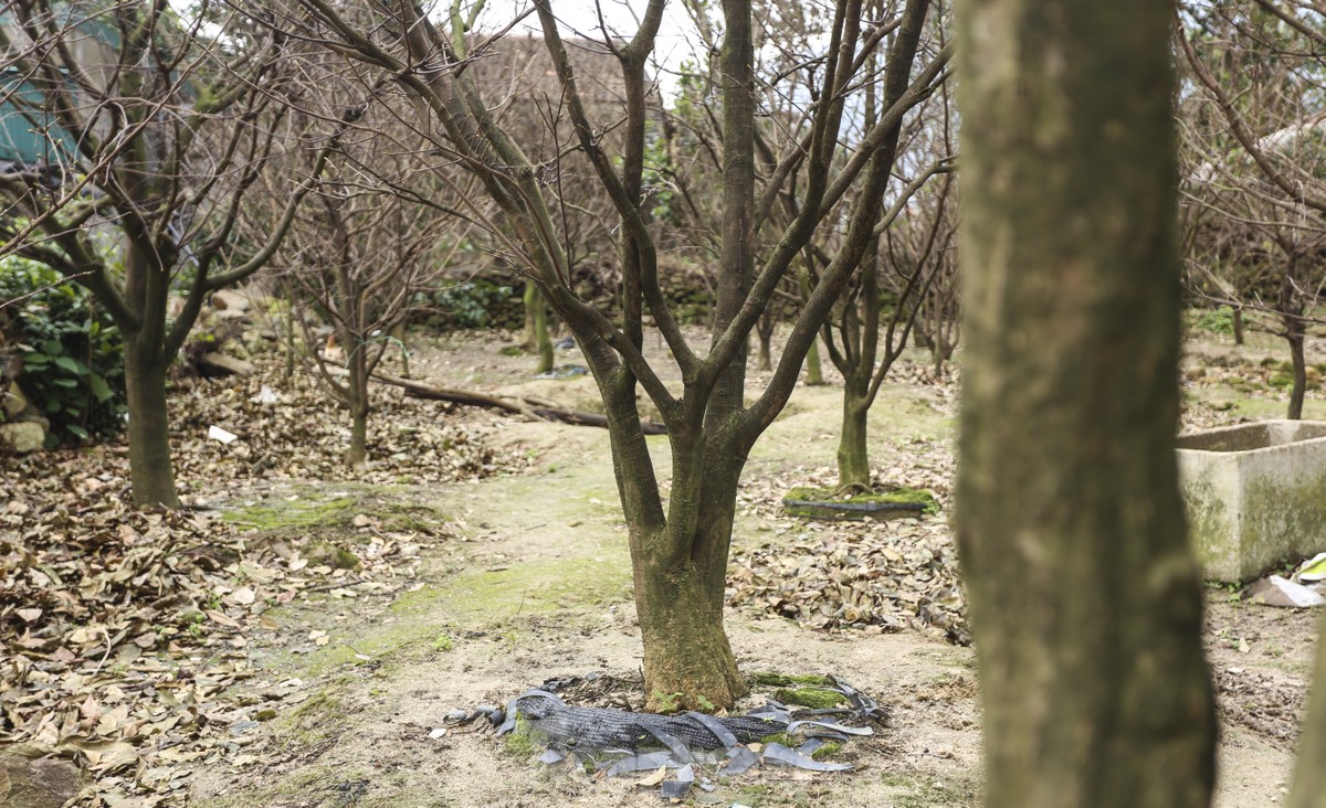 Ha Tinh farmers install 'magic eyes' to protect yellow apricot blossoms to welcome Tet photo 11