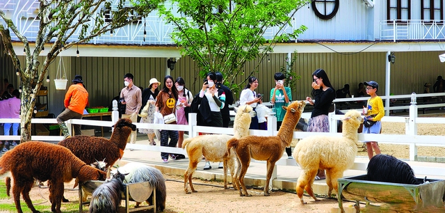 Nông trại cún thu hút sự tò mò và mang lại thích thú cho du khách