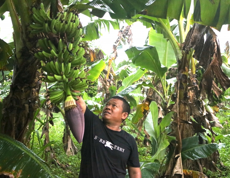 Le jardin de bananiers nains apporte un revenu stable à la famille de M. Ho Viet An.