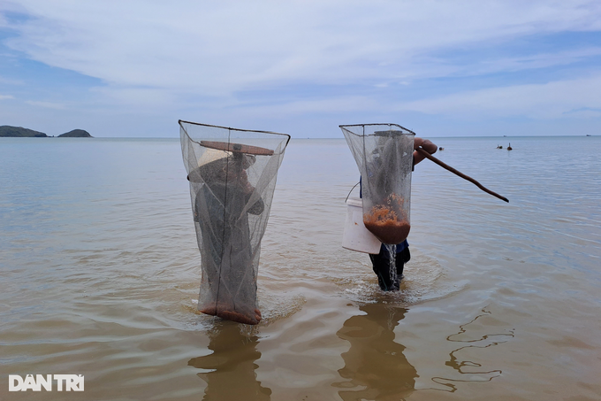 Trúng lộc biển, người dân vớt dọc bờ cũng kiếm tiền triệu mỗi ngày - 3