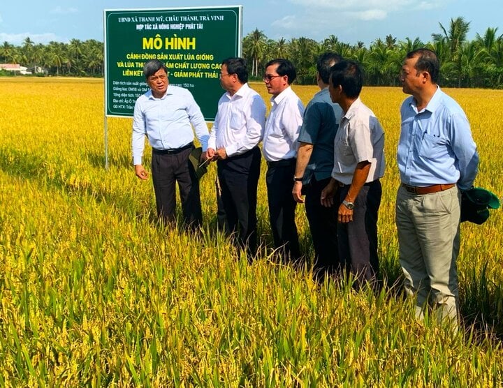 La delegación del Ministerio de Agricultura y Desarrollo Rural inspeccionó los campos de arroz de la Cooperativa Phat Tai utilizando Phu My NPK.