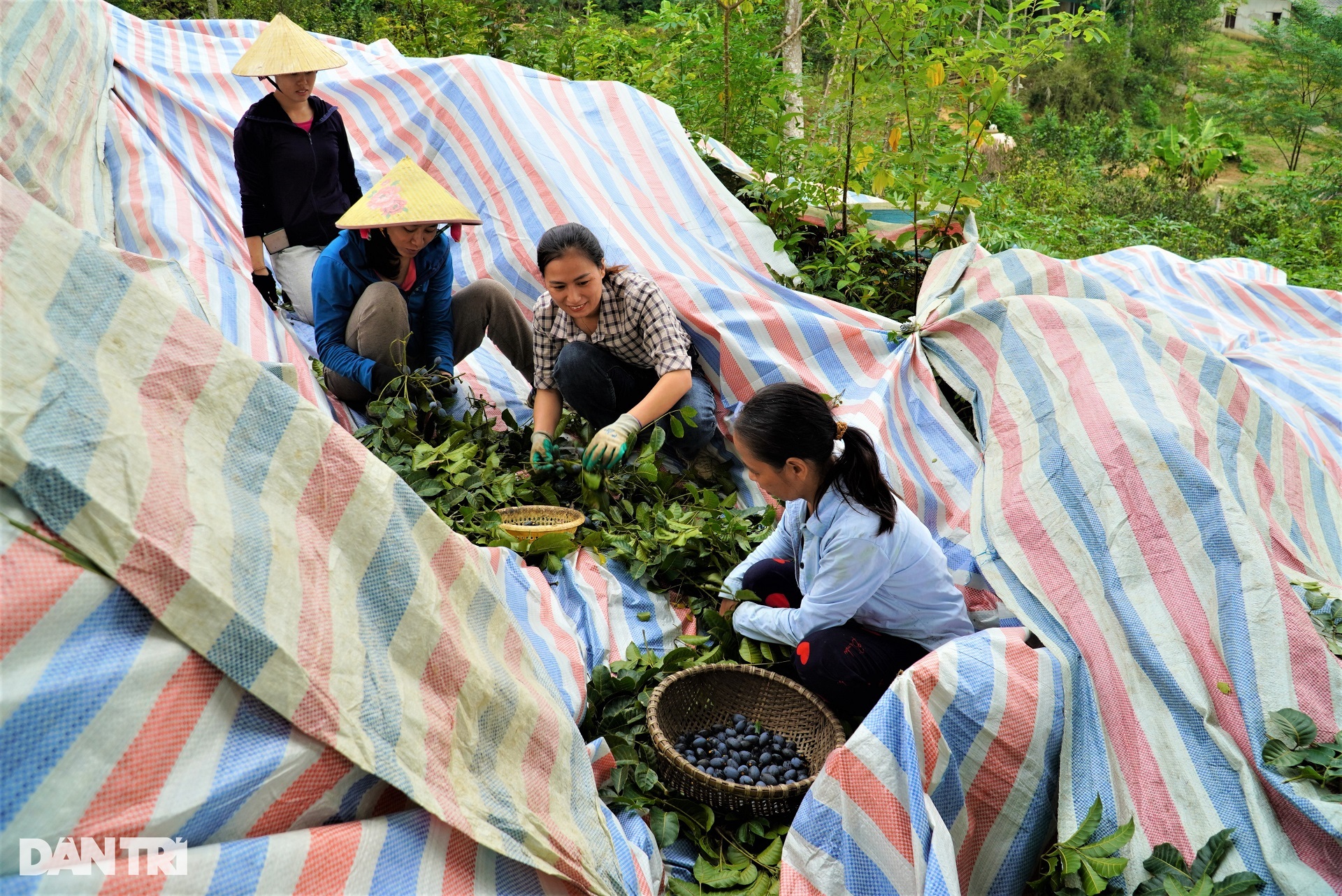 Làm xiếc trên cây hái loại quả đen xì, đặc sản được săn lùng - 11