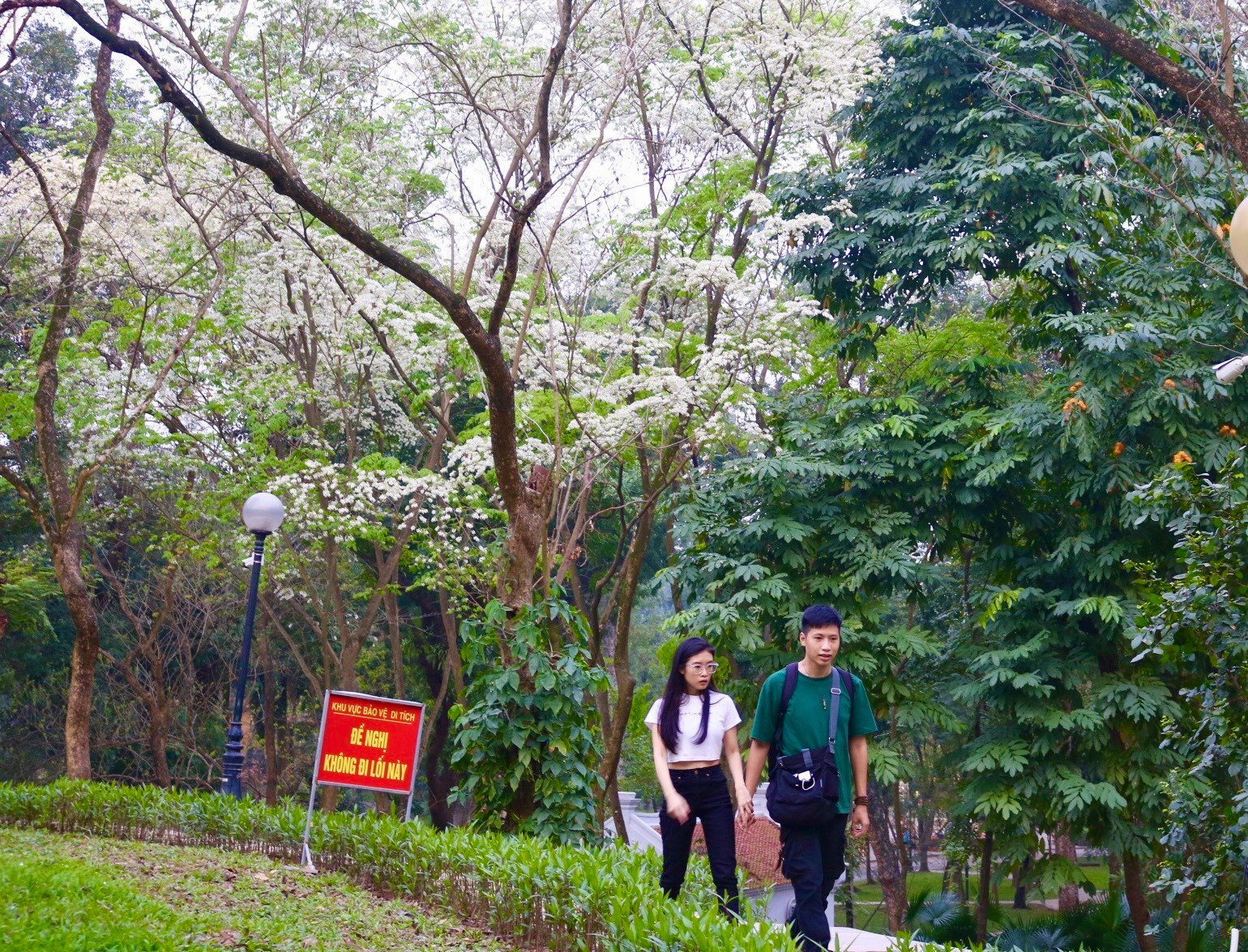 De nombreux coins de rues de Hanoi sont recouverts de neige avec la couleur blanche pure des fleurs de Sua photo 18