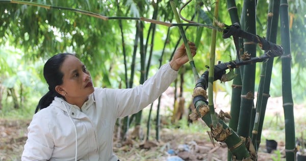 Tre tứ quý, loại "cây nồi đồng cối đá" này trồng ở một nơi của Bình Thuận, ấy thế mà "hái ra tiền"