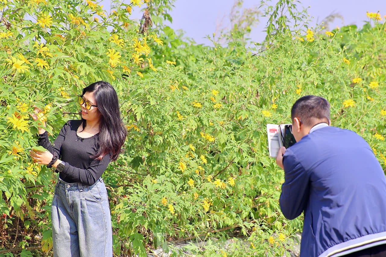 Multitudes se congregan ante los girasoles silvestres en los suburbios de Hanoi, foto 17