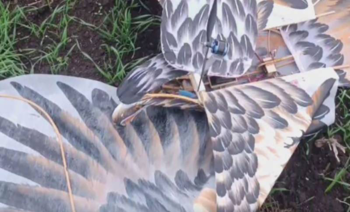 Un UAV ucraniano camuflado en un águila fue neutralizado por Rusia el 24 de noviembre. Foto: Guardia Nacional Rusa.