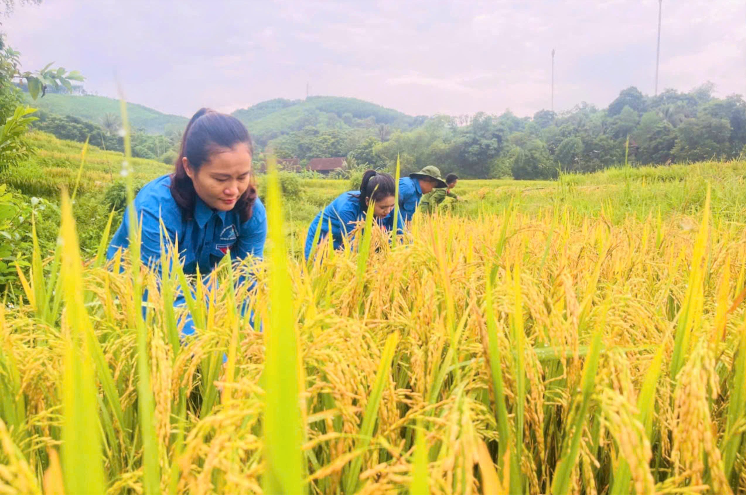 Nghệ An: Công an, cảnh sát, thanh niên xuống đồng giúp dân thu hoạch lúa hè thu 