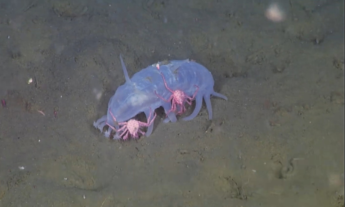 Des concombres de mer vivant à 1 000 m de profondeur « protègent » les crabes royaux