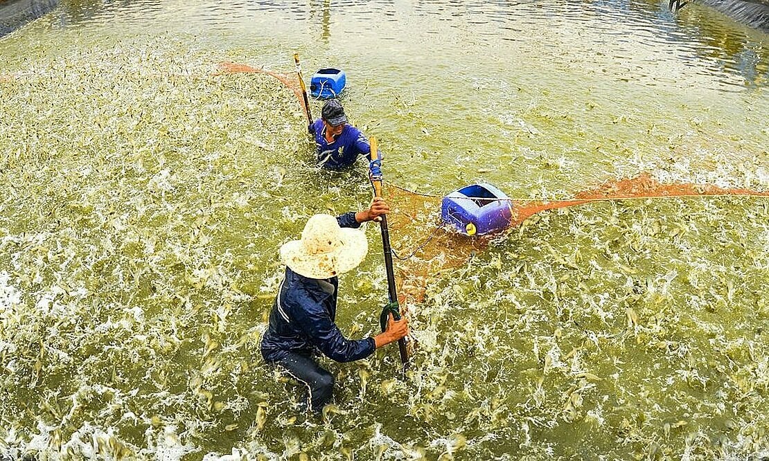 Building a freshwater supply system for 60,000 hectares of shrimp farming in the West