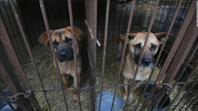 South Korea to ban dog meat eating