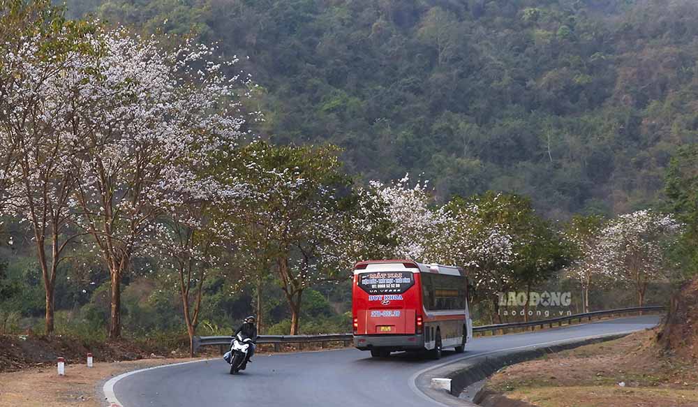 Coming to Dien Bien these days, tourists can relax on winding, poetic roads adorned with pure white Bauhinia flowers.