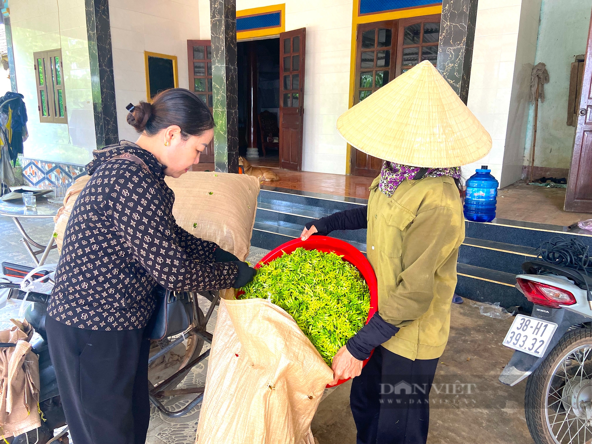 Nông dân miền núi Hà Tĩnh trồng loại cây ra hoa vàng kín giàn, hái bán là “bỏ túi” tiền triệu- Ảnh 8.