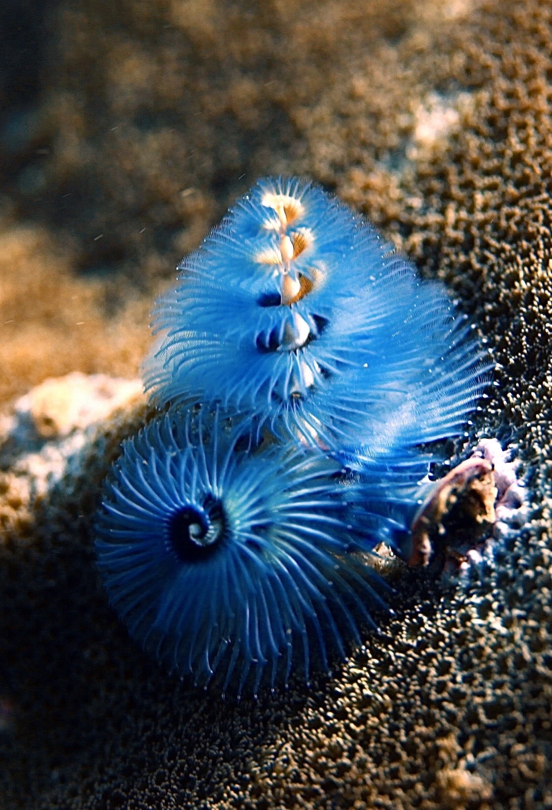 Explora el océano mágico con el buceo foto 10