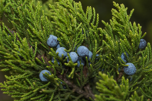 The mystery of the "nhái Bách" tree, which has existed since the time of dinosaurs