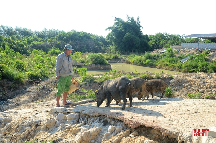 9X Nghi Xuan recupera tierras montañosas para criar cientos de jabalíes