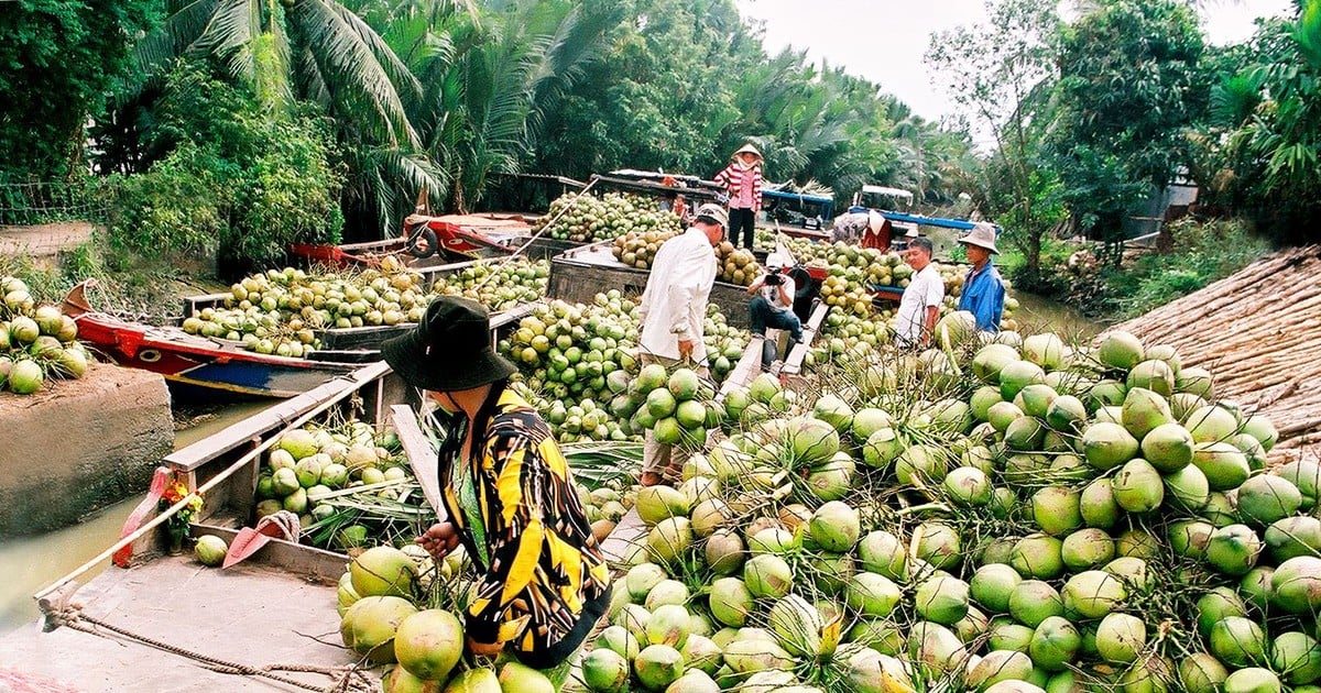 ការចរចា និងនាំយកដូងស្រស់ទៅសហរដ្ឋអាមេរិក