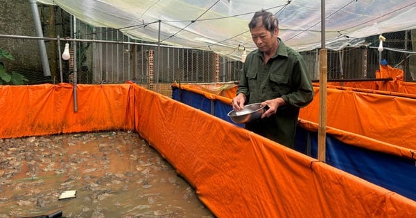 Il s’agit d’une nouvelle race d’animal de compagnie qui aide les vétérans de Lam Dong à augmenter considérablement leurs revenus.