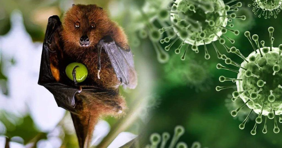 Dơi ăn quả là nguồn lây bệnh của virus Nipah. Ảnh: INDIA POSTS ENGLISH