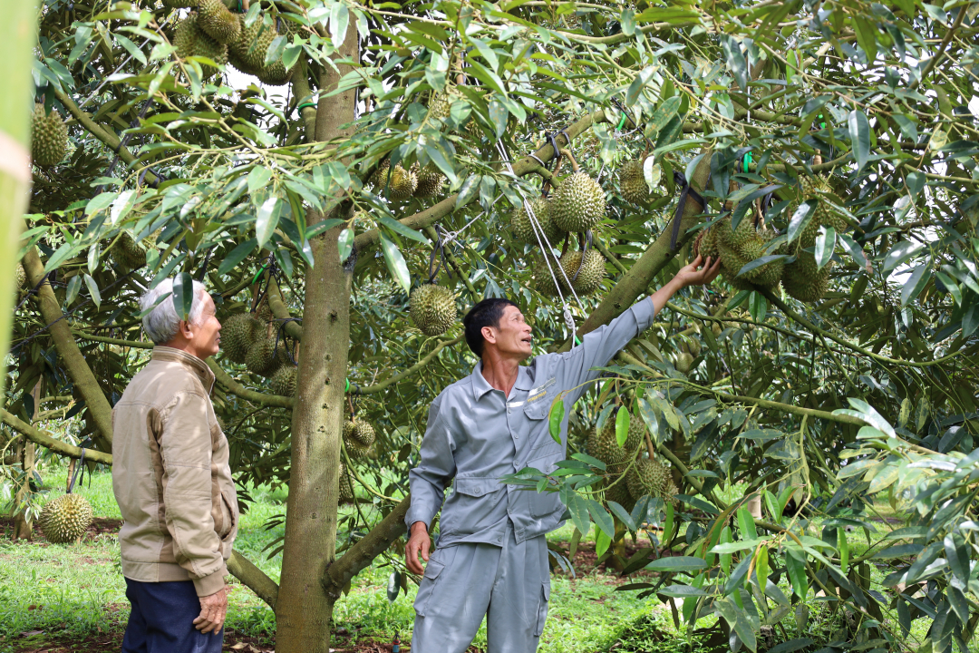 Durian-Preise stabil halten: Enge Zusammenarbeit nötig