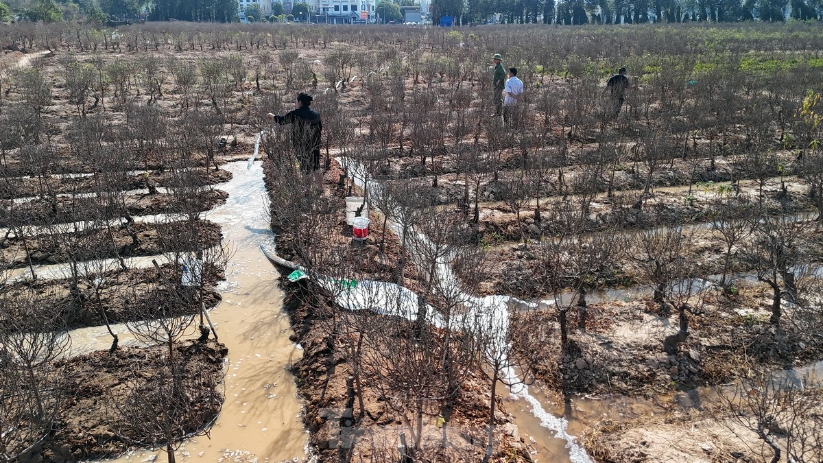 អ្នក​ដាំ​ផ្លែ​ប៉េស ឡា កា កំពុង​មមាញឹក​ក្នុង​ការ​រៀបចំ​បុណ្យ​តេត រូបថត ៧