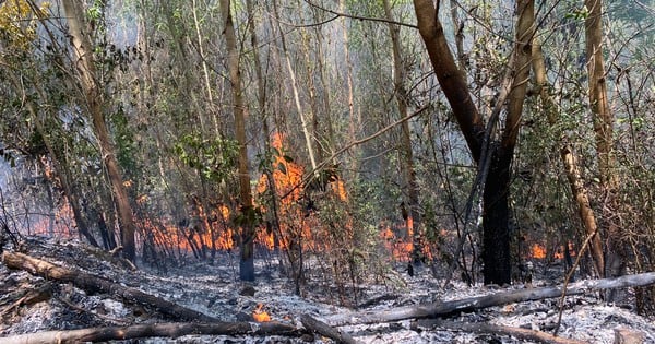 90 hectares de forêt et de canne à sucre dans la ville de Ninh Hoa ont été brûlés.