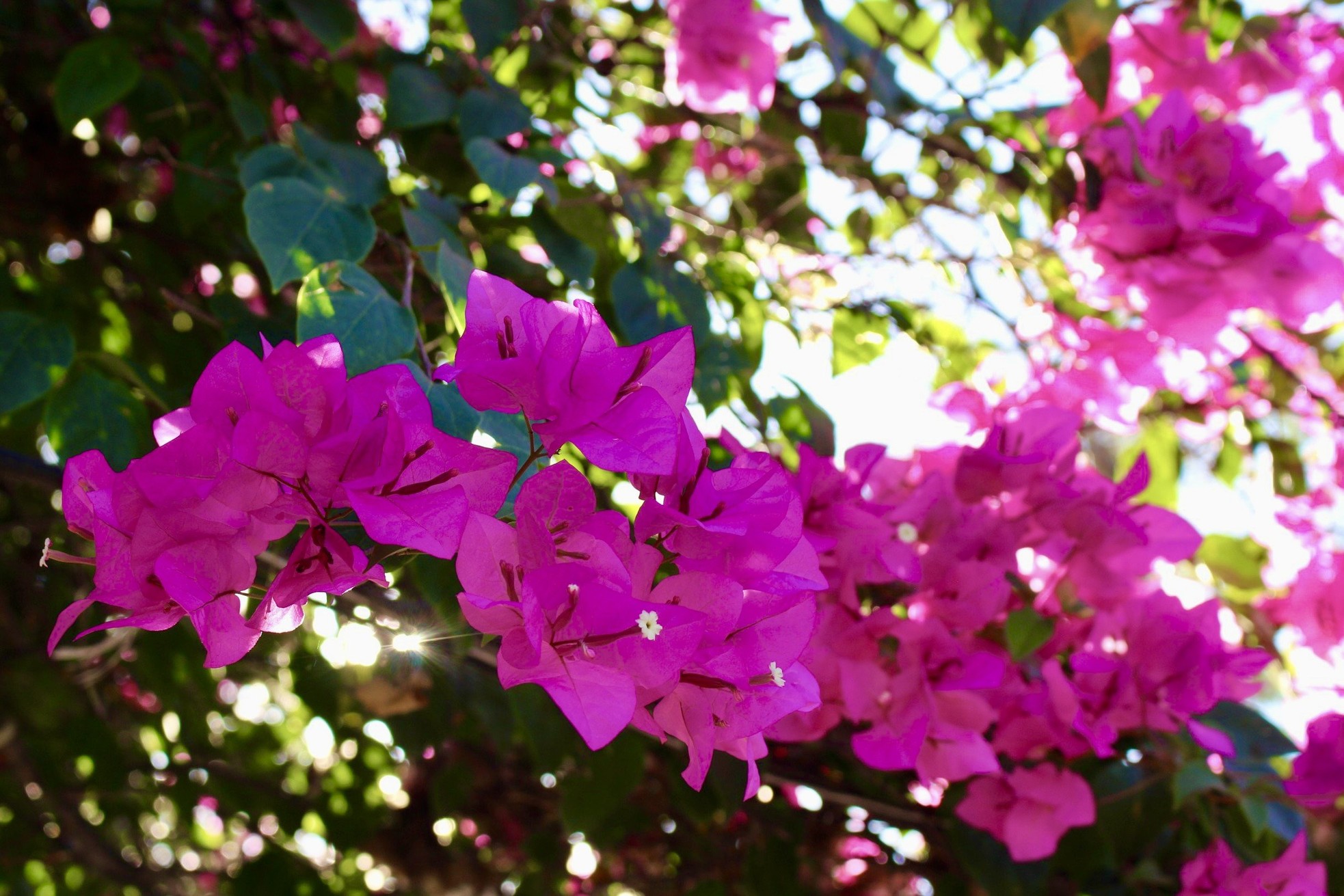 Junge Leute schauen gerne in der leuchtenden Bougainvillea-Straße in Nha Trang vorbei. Foto 14