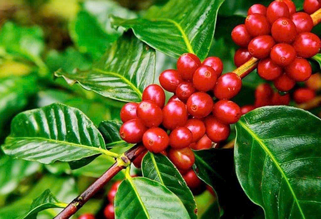 Vietnam's coffee market share in Italy's total imports increases